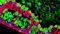 Barrier Permeability Assay Using Human Intestinal Organoid-Derived Monolayers