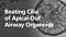 Beating Cilia of an Apical-Out Airway Organoid Grown in PneumaCult™