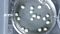 Neural Organoid Culture
