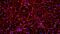 How to Culture Human Pluripotent Stem Cell (hPSC)-Derived Forebrain Neurons for MEA Analysis Using the Maestro MEA™ System