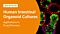 Applications of Human Intestinal Organoid Cultures in Drug Discovery 