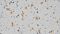 How to Count Intestinal Crypts for Mouse Organoid Cultures