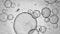 How to Process Epithelial Organoids and Organoid-Derived Epithelial Monolayers for RNA Isolation