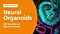 Modeling Brain Barrier Permeability and CSF Secretion with Choroid Plexus Organoids