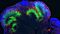 EMBL Organoids 2016 Conference