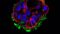Frequently Asked Questions on PneumaCult™ Apical-Out Airway Organoid Medium