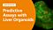 Predictive In Vitro Models for Toxicity Testing and Liver Research