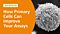 How Primary Cells Can Improve Your Cell-Based Assays