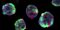 How to Generate hPSC-Derived 3D Kidney Organoids Using STEMdiff™