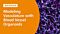 Modeling the Structural and Functional Features of Blood Vasculature with Blood Vessel Organoids
