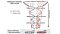 Genetic Stability of Human Pluripotent Stem Cells
