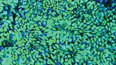 STEMCELL Technologies Applauds Feeder-free Derivation of Human Induced Pluripotent Stem Cells