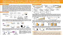 Optimization of Human T Cell Activation and Expansion Protocols Improves Efficiency of Genetic Modification and Overall Cell Yield