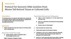 Protocol for Genomic DNA Isolation from Mouse Tail/Animal Tissue or Cultured Cells