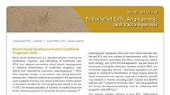 Endothelial Cells, Angiogenesis, and Vasculogenesis