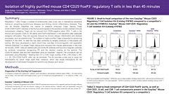 Isolation of Highly Purified Mouse CD4+CD25+Foxp3+ Regulatory T Cells in Less
