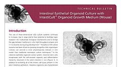 Intestinal Epithelial Organoid Culture with IntestiCult™ Organoid Growth Medium (Mouse)
