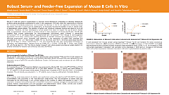 Robust Serum- and Feeder-Free Expansion of Mouse B Cells In Vitro