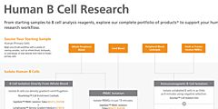 Human B Cell Research Product Workflow