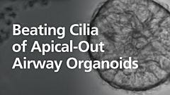 Beating Cilia of an Apical-Out Airway Organoid Grown in PneumaCult™