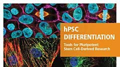 hPSC Differentiation: Tools for Pluripotent Stem Cell-Derived Research