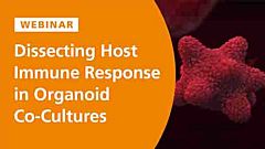 Dissecting the Innate Immune Response in Human Intestinal Organoid Models