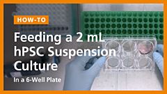 Feeding a 2mL hPSC Suspension Culture in a 6-Well Plate