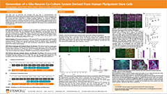 Generation of a Glia-Neuron Co-Culture System Derived From Human Pluripotent Stem Cells