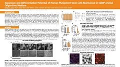 Expansion and Differentiation Potential of Human Pluripotent Stem Cells Maintained in cGMP Animal Origin-Free Medium