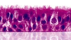 GenomeBC funds STEMCELL research collaboration with UBC scientists