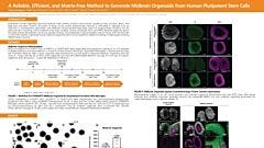 A Reliable, Efficient, and Matrix-Free Method to Generate Midbrain Organoids from Human Pluripotent Stem Cells