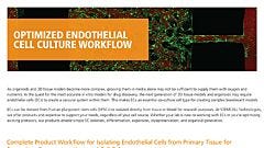 Optimized Endothelial Cell Culture Workflow