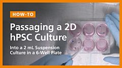Passaging a 2D hPSC Culture into a 2 mL Suspension Culture in a 6-Well Plate