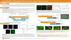 Rapid, High-Efficiency Differentiation of Motor Neurons from Human Pluripotent Stem Cells