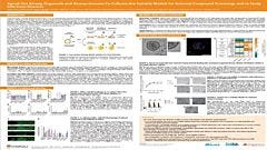 Apical-Out Airway Organoids and Airway-Immune Co-Cultures Are Suitable Models for Antiviral Compound Screenings and to Study Infectious Diseases