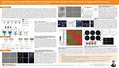 High-Throughput-Compatible Differentiation of Human Pluripotent Stem Cell Lines to Kidney Organoids