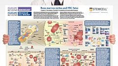 Bone Marrow Niches and HSC Fates