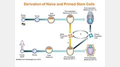 Human Naïve-Like Pluripotent Stem Cell Generation and Maintenance