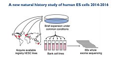 Whole Exome Sequencing Reveals Selective Pressures and Dominant Negative Mutations in hPSC Cultures