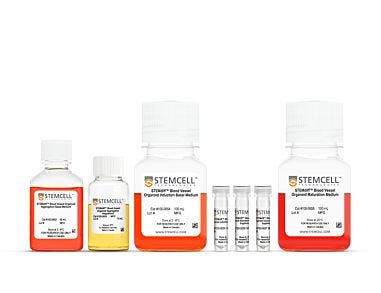 STEMdiff™ Blood Vessel Organoid Kit