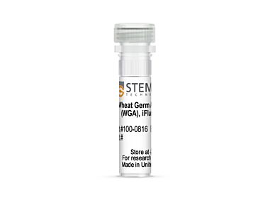 Wheat Germ Agglutinin (WGA) iFluor™ Conjugates