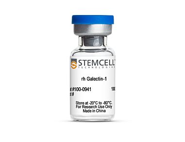 Human Recombinant Galectin-1