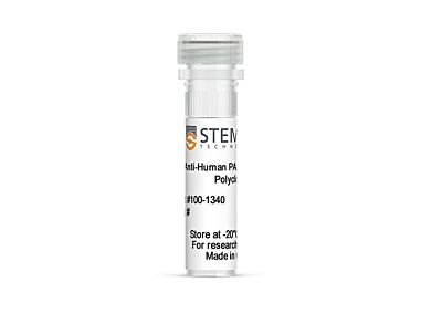 Anti-Human PAX6 (AN) Antibody, Polyclonal