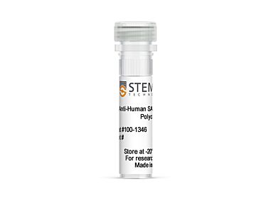 Anti-Human SATB2 (GLSS) Antibody, Polyclonal