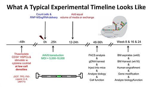 Gene Targeting in Hematopoietic Stem Cells for Basic and Translational Research