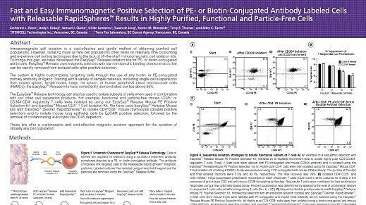 Fast and Easy Immunomagnetic Positive Selection of PE- or Biotin-Conjugated Antibody Labeled Cells with Releasable Rapidspheres Results in Highly Purified, Functional and Particle-Free Cells