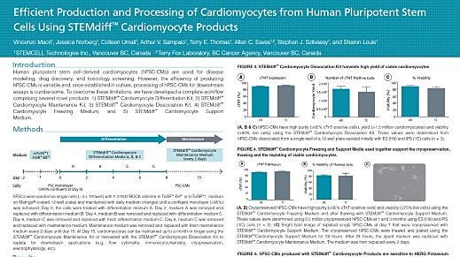 Efficient Production and Processing of Cardiomyocytes from Human Pluripotent Stem Cells Using STEMdiff™ Cardiomyocyte Products