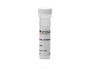 Anti-Human TRA-1-81 Antibody, Clone TRA-1-81