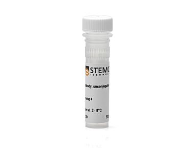 Anti-Human Beta-Tubulin III Antibody, Clone 2G10-TB3