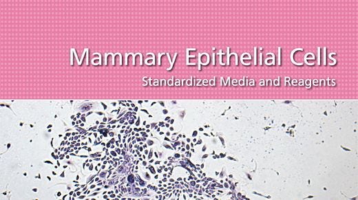 Mammary Epithelial Cells: Standardized Media and Reagents